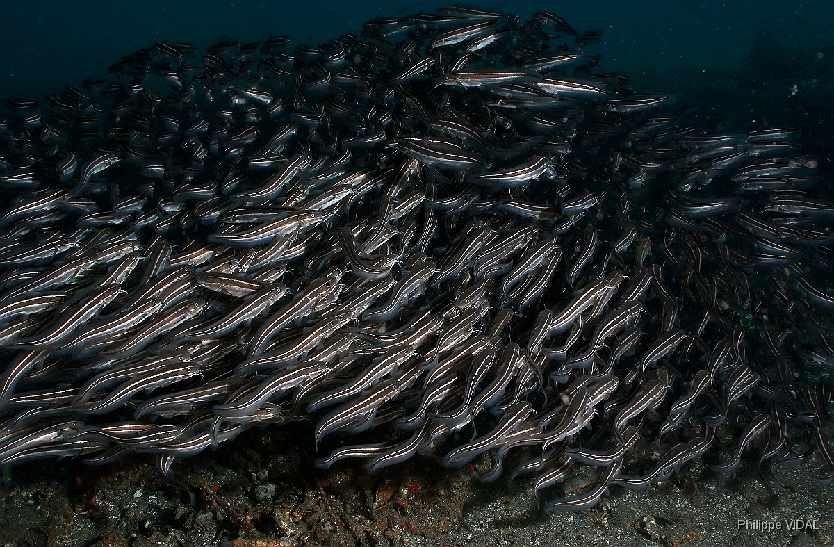Bali 2016 - Striped catfish - Balibot raye - Plolosus lineatus - IMG_6133_rc.jpg